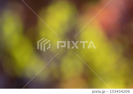 光に透けて輝秋の紅葉イメージのボケ背景画像 133434209