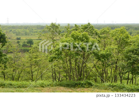 釧路湿原(北斗遺跡 周辺/北海道釧路市) 釧路湿原(北斗遺跡 周辺/北海道釧路市) 133434223