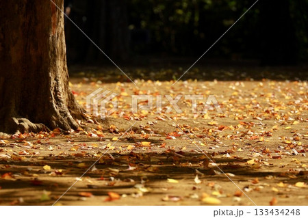 落ち葉の絨毯 133434248