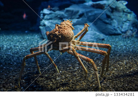 The japan spider king crab or alaska king crab at kaiyukan aquarium , Osaka ,Japan The japan spider king crab or alaska king crab at kaiyukan aquarium , Osaka ,Japan 133434281