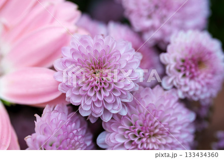 beautiful chrysanthemum flower in the garden 133434360