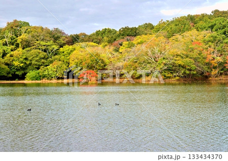 遠い一碧湖の初秋の風 遠い一碧湖の初秋の風 133434370