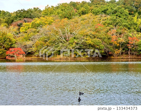 遠い一碧湖の初秋の風 133434373