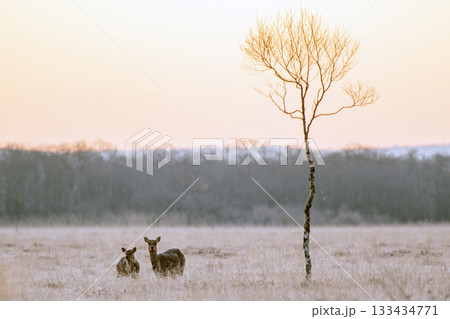 温根内木道で迎える晩秋の朝 133434771