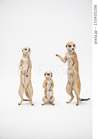 meerkat on isolated background 133435206