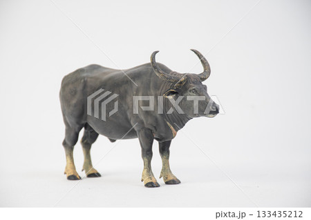 buffalo on isolated background 133435212