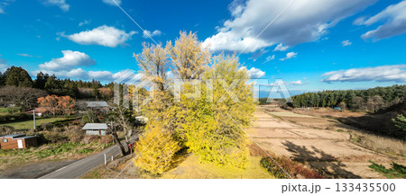 空撮「青森県」銀杏木窪の大銀杏 133435500