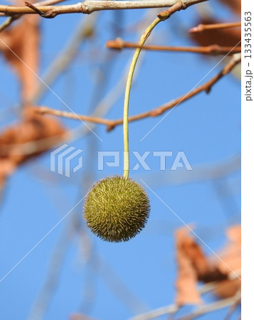 アメリカスズカケノキ（別名：プラタナス）の果実 133435563