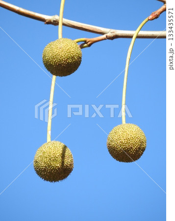 アメリカスズカケノキ（別名：プラタナス）の果実 133435571