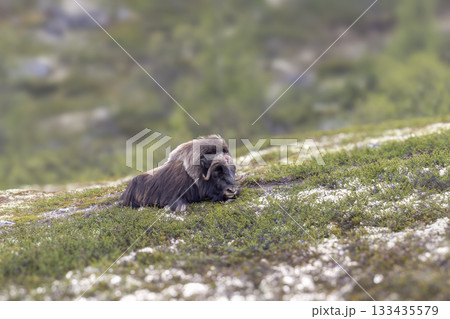 Musk ox resting on a grassy hillside in a serene landscape during the day 133435579