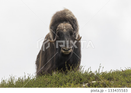 Musk ox standing proudly amidst the vegetation in Dovrefjell-Sunndalsfjella, Norway during a clear day Musk ox standing proudly amidst the vegetation in Dovrefjell-Sunndalsfjella, Norway during a clear day 133435583