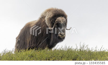 Musk ox standing on a grassy slope in Dovrefjell-Sunndalsfjella, Norway during overcast weather 133435585