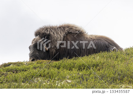 Musk ox resting in the green hills of Dovrefjell-Sunndalsfjella, Norway during a cloudy day 133435587