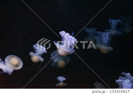 Mediterranear jellyfish, Cotylorhiza tuberculata or fried egg jellyfish swim in blue aquarium water 133435627