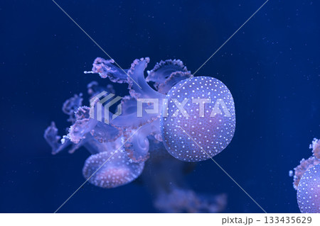 Group of Phyllorhiza punctata or Australian spotted jellyfish swim in deep blue water of aquarium Group of Phyllorhiza punctata or Australian spotted jellyfish swim in deep blue water of aquarium 133435629
