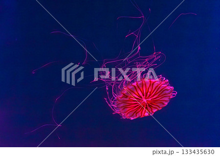 Japanese sea nettle, chrysaora pacifica jellyfish swim in blue water with pink light of aquarium Japanese sea nettle, chrysaora pacifica jellyfish swim in blue water with pink light of aquarium 133435630