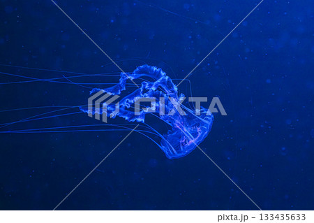 Chrysaora achlyos or black sea nettle jellyfish swim in blue water with illumination of aquarium Chrysaora achlyos or black sea nettle jellyfish swim in blue water with illumination of aquarium 133435633