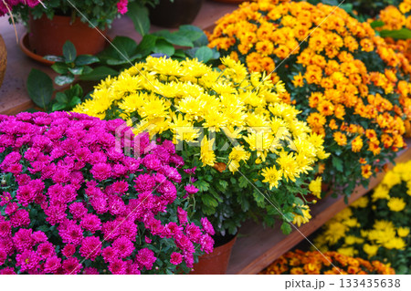 Colorful chrysanthemums in pots on wooden shelves inside autumn greenhouse garden, decorative plants 133435638