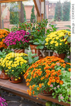 Colorful chrysanthemums in pots on wooden shelves inside autumn greenhouse garden, decorative plants Colorful chrysanthemums in pots on wooden shelves inside autumn greenhouse garden, decorative plants 133435641