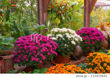 Colorful chrysanthemums in pots on wooden shelves inside autumn greenhouse garden, decorative plants Colorful chrysanthemums in pots on wooden shelves inside autumn greenhouse garden, decorative plants 133435642