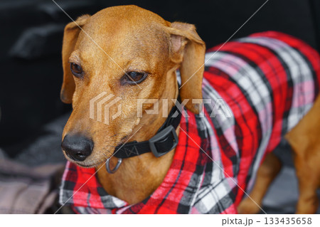 Adorable brown dachshund dog, wearing red plaid shirt sitting indoors with thoughtful expression Adorable brown dachshund dog, wearing red plaid shirt sitting indoors with thoughtful expression 133435658