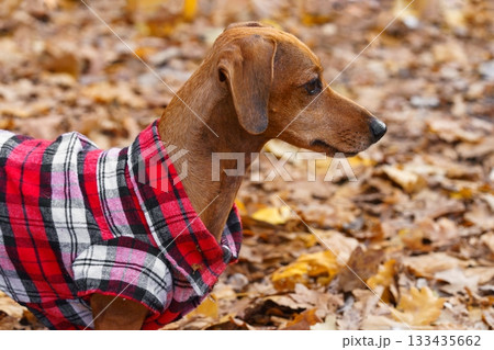 Domestic dog, pet. Small brown dachshund in red checkered outfit walks on leash in an autumn park Domestic dog, pet. Small brown dachshund in red checkered outfit walks on leash in an autumn park 133435662