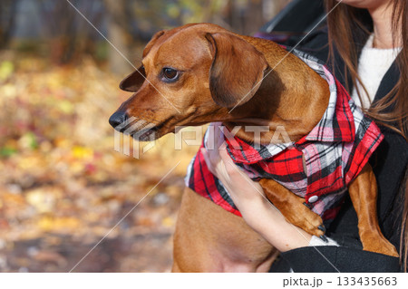 Brown dachshund dog wearing plaid vest outdoors in autumn forest or park, close up pet portrait 133435663