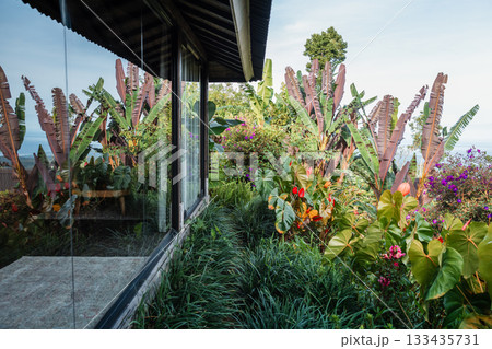 Tropical garden with vibrant foliage surrounding a modern glass villa. 133435731