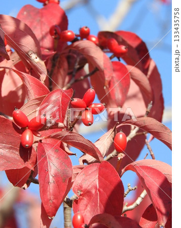 真っ赤に色づいたハナミズキの実と葉 133435758