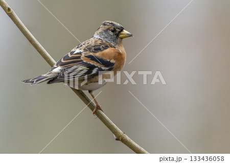 Brambling perched on a branch in a serene natural setting during winter in the Netherlands Brambling perched on a branch in a serene natural setting during winter in the Netherlands 133436058