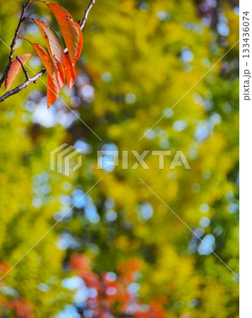 サクラの紅葉 133436074