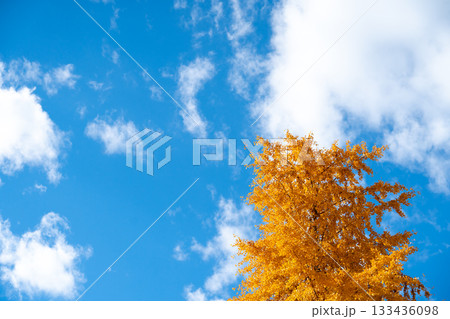 Yellow color of Ginkgo tree with the clear blue sky background 133436098