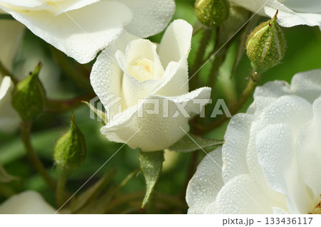 Flower of white Rose in the summer garden. White Roses with shallow depth of field. Flower of white Rose in the summer garden. White Roses with shallow depth of field. 133436117