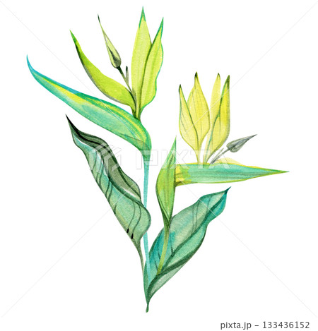 Vibrant watercolor illustration of a tropical strelitzia-style plant featuring long green leaves and soft yellow buds. Perfect for botanical compositions, packaging, tropical branding, prints, and 133436152
