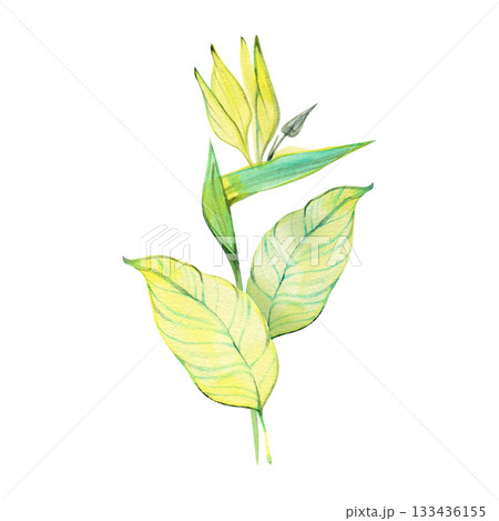 Watercolor botanical illustration of a yellow tropical stem with elongated leaves and a budding flower. Soft gradients and fresh color transitions create an elegant exotic design element. 133436155