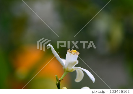 Delicate white flower blooming in a vibrant garden filled with colors during a sunny day in spring 133436162