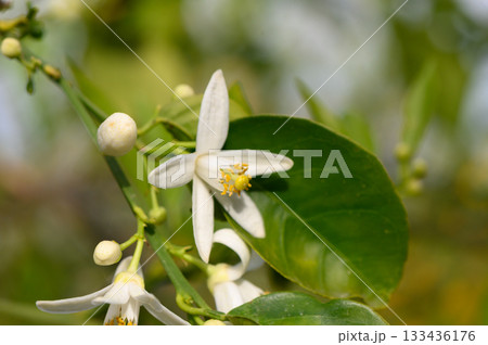 Blooming citrus flowers bask in sunlight, showcasing delicate petals and vibrant greenery in serene 133436176