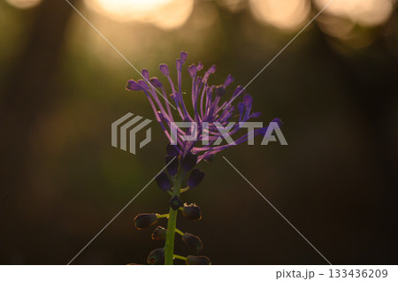 Delicate purple flower reaching for the golden light of sunset in a tranquil natural setting Delicate purple flower reaching for the golden light of sunset in a tranquil natural setting 133436209