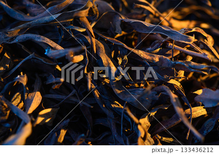 Nature's tapestry woven with autumn leaves glowing under the golden sunlight of evening 133436212
