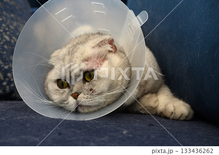 Playful cat in a recovery collar relaxing on a cozy blue couch after a vet visit 133436262