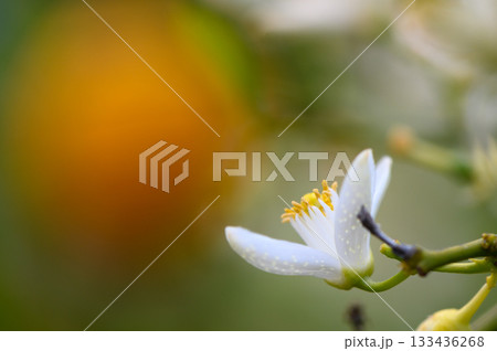 Delicate white flower blooms against a softly blurred background of vibrant colors at golden hour 133436268