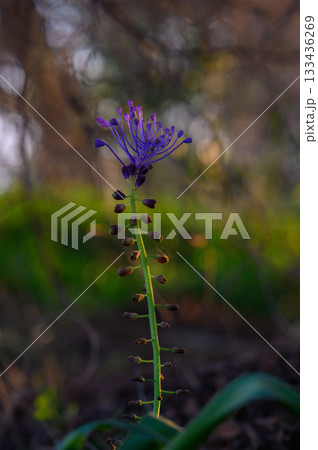 Graceful purple flower stands tall among soft green foliage illuminated by gentle sunlight in a tranquil natural setting Graceful purple flower stands tall among soft green foliage illuminated by gentle sunlight in a tranquil natural setting 133436269