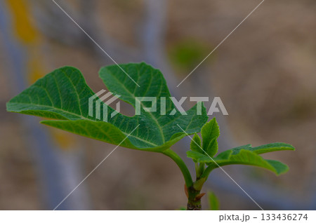 Fresh green fig leaves thriving in warm sunlight reflect nature's beauty in a serene outdoor setting Fresh green fig leaves thriving in warm sunlight reflect nature's beauty in a serene outdoor setting 133436274