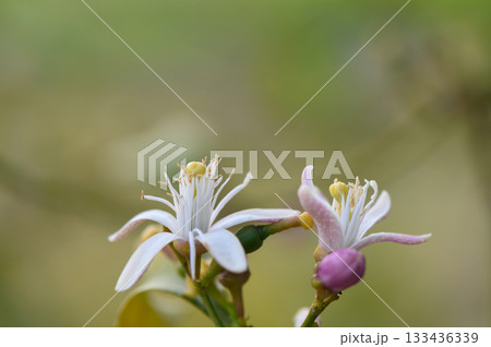 Beautiful citrus flowers bloom vibrant colors during spring season, showcasing nature intricate de Beautiful citrus flowers bloom vibrant colors during spring season, showcasing nature intricate de 133436339
