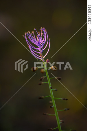 Vibrant purple flower blooming in the soft light of a serene garden at twilight, showcasing nature's delicate beauty and intricate details Vibrant purple flower blooming in the soft light of a serene garden at twilight, showcasing nature's delicate beauty and intricate details 133436343