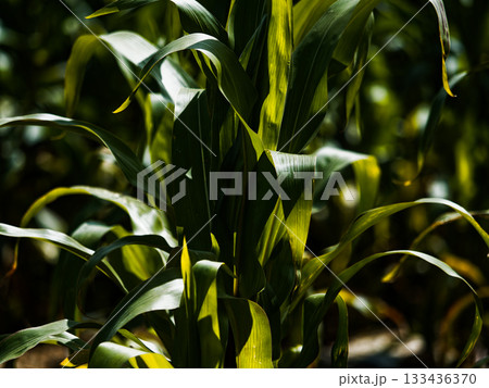 Close up of green corn stalks and leaves growing in a field during the daytime Close up of green corn stalks and leaves growing in a field during the daytime 133436370
