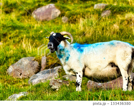 A white ram, marked with blue paint, is depicted on a grassy slope. The ram has a black face, horns, and black spots on its legs. Rocks are scattered around the green hillside. 133436380