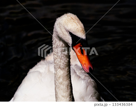 A close-up shows a Mute Swan gracefully swimming. The swan's white feathers contrast with its orange beak and the dark water behind it. 133436384