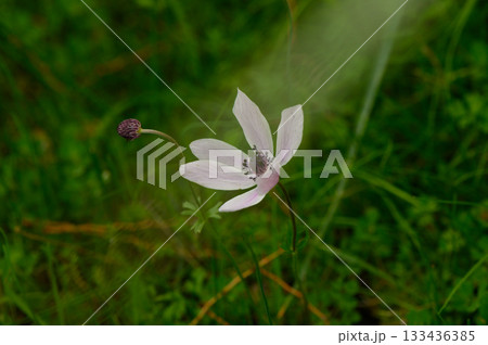 Delicate pink flower in a lush green field captures the essence of springtime beauty and renewal 133436385