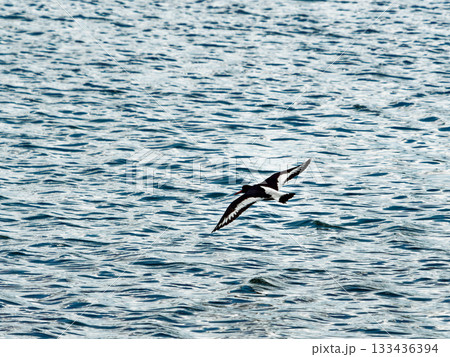 A black and white Oystercatcher flies low above the water. The bird is in flight with its wings fully spread. The sea is blue and shows lots of small ripples. A black and white Oystercatcher flies low above the water. The bird is in flight with its wings fully spread. The sea is blue and shows lots of small ripples. 133436394